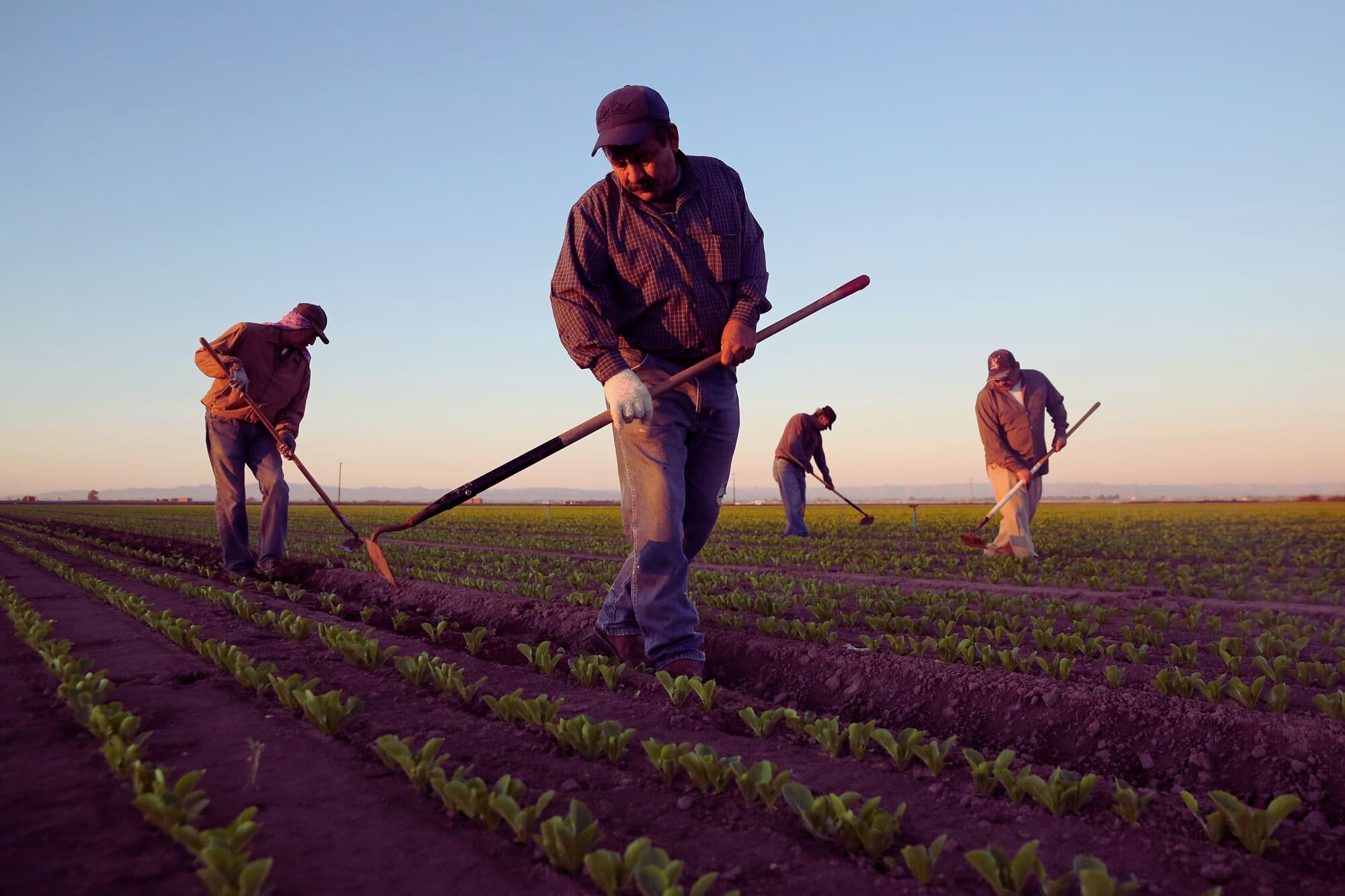 Latest Farm Worker job in New Zealand 2023