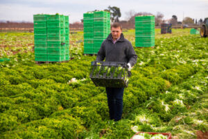 vegetable packer farm jobs in Canada