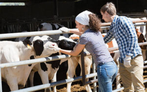 Dairy Farm Assistant Jobs in New Zealand