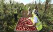 Ellerslie Orchards Ltd.