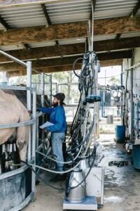 Dairy cattle farm operator jobs in Australia 