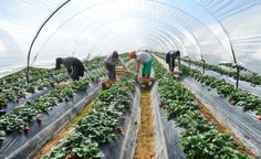 Farm Supervisor Jobs in Canada 