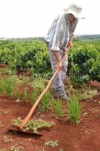 Farm Hand Jobs In Australia