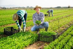 Seasonal Farm Worker Jobs in Canada 