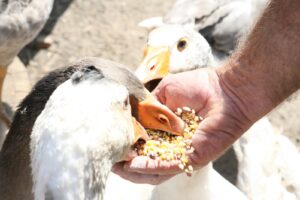 Farm Hand Jobs In Australia