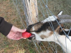 Farm Hand Jobs In Australia 