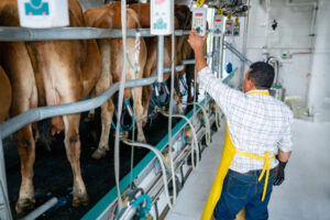 Dairy Cattle Farm Worker jobs in New Zealand