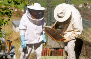 bee farm worker Jobs In Canada 