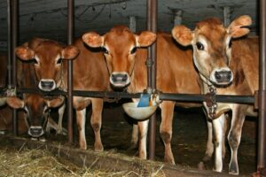 Dairy Farm Assistant Jobs In Auckland