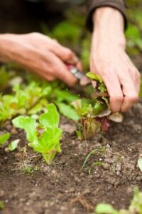 Junior Farm Hand Jobs in New Zealand