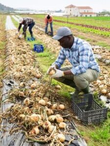 Seasonal Farm Worker Jobs in Canada 