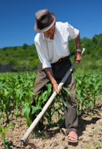 Seasonal Farm Worker Jobs in Canada 