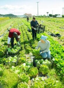 Farm Worker Jobs in New Zealand