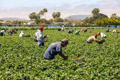 Farm Worker Jobs in New Zealand 