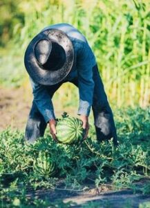 Farm Foreman Jobs in Dubai