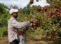 M&S Wild Blueberry Farms Ltd.