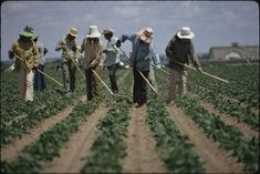 Farm Worker Jobs in New Zealand 