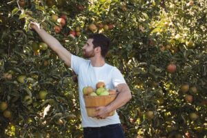 Fruit Farm Worker Jobs in Canada 