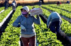 Farm Worker Jobs in New Zealand 